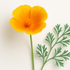 foto slaapmutsje bloem
