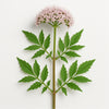 ingredient-valeriaan